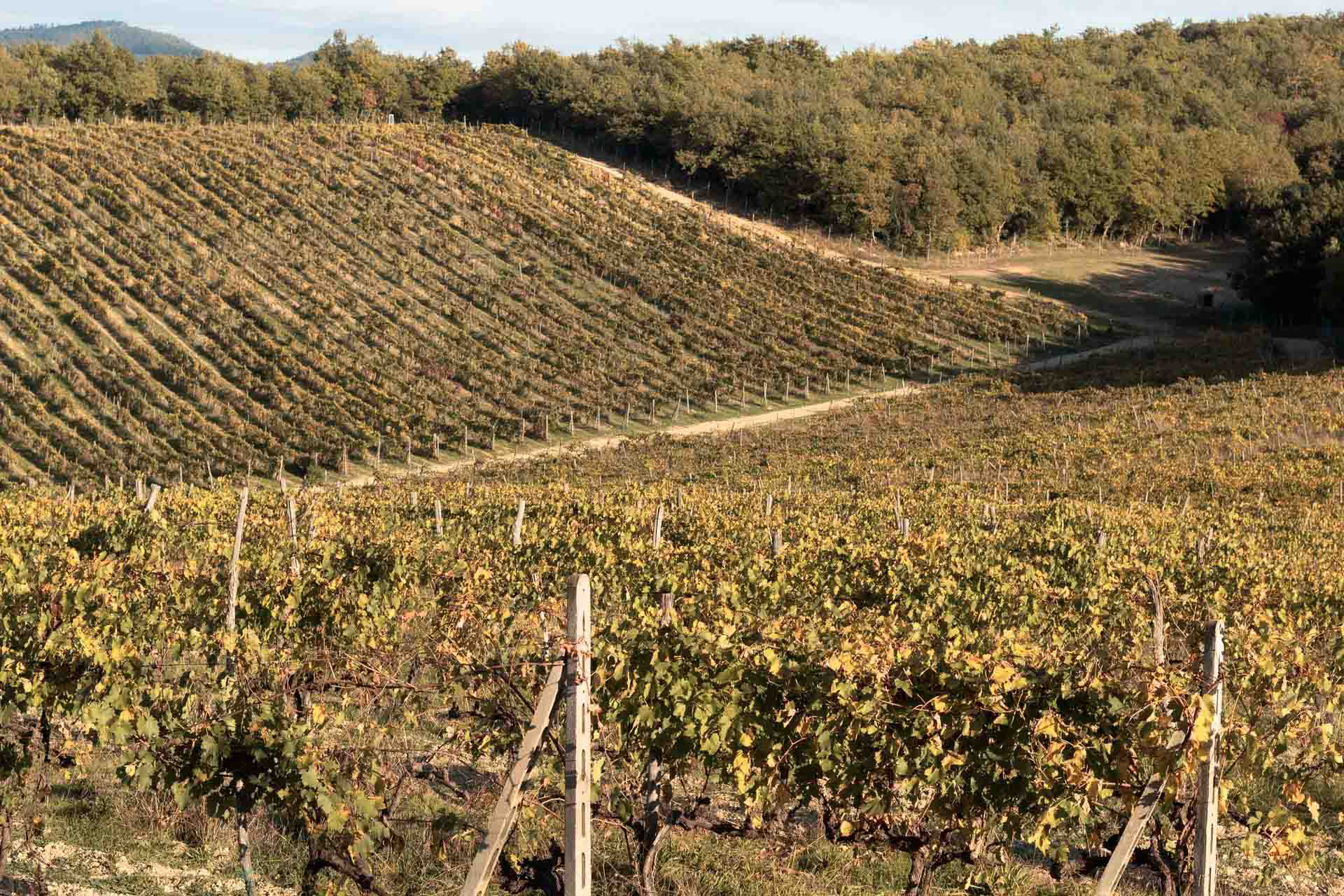 CASTELLO DI TORNANO S.R.L. SOCIETA' AGRICOLA — foto 8